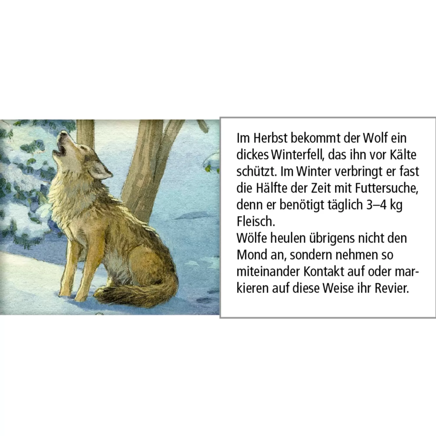 Käthe Wohlfahrt Adventsdeko & Kalender<Adventskalender "Tiere Im Winterwald"